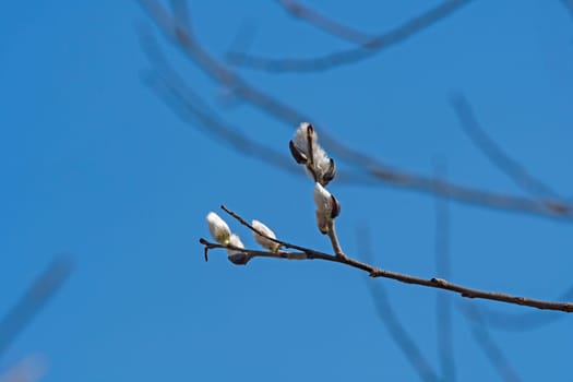 Pussy Willow Opening in the Spring in Indiana Dunes State Park in Indiana