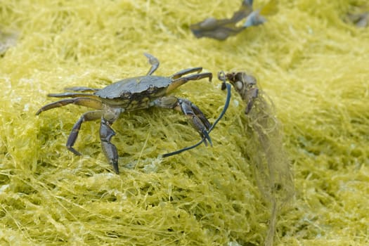 Common shore crab, also known as the european green crab, Carcinus maenas, stands on yellow seaweed wielding seaweed in its left claw.