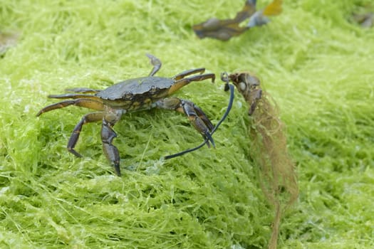 Common shore crab, also known as the european green crab, Carcinus maenas, stands on green seaweed wielding seaweed in its left claw.