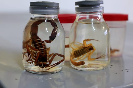 salvador, bahia / brazil - january 8, 2016: scorpion insect is seen stored in a glass jar with at the Zoonosis Control Center in the city of Salvador.......
