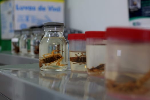 salvador, bahia / brazil - january 8, 2016: scorpion insect is seen stored in a glass jar with at the Zoonosis Control Center in the city of Salvador.......