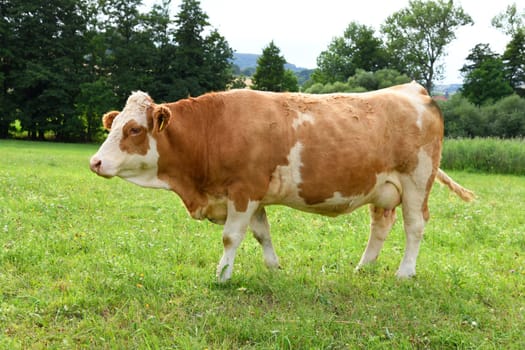 cow herd in summer on the meadow