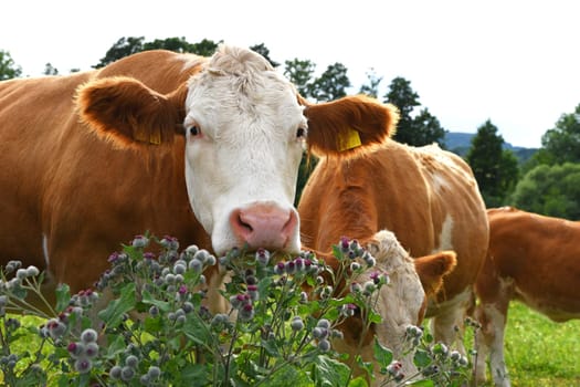 cow herd in summer on the meadow