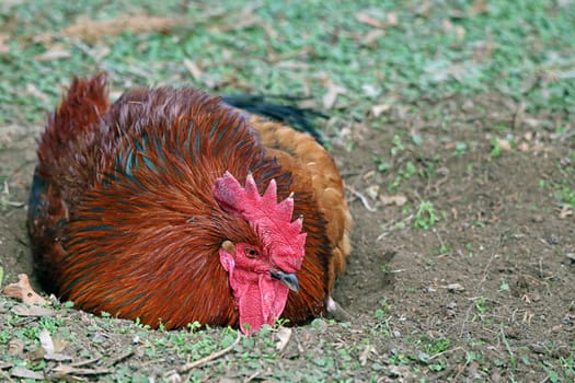 Sand bathing for domestic roosters