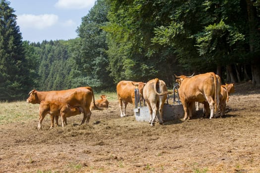 Brown Cow walking on the green meadow in the Eifel landscape, Germany