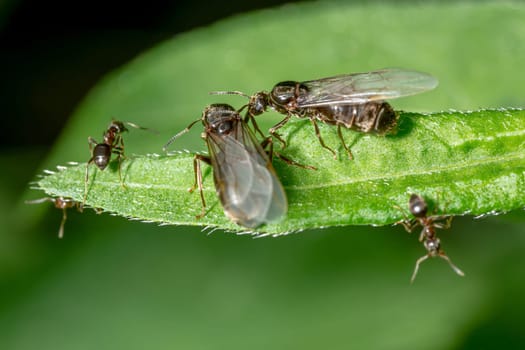 Winged black garden ant before swarming with queen on a blade of grass