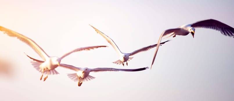 Flying seagulls in sunrise. Freedom concept.