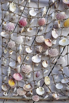 Mixed sea shells in fishing net at wall