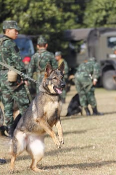 THAILAND- DECEMBER 18: Training Dogs of War, Thailand's Army on December 18, 2014 in Saraburi, Thailand.