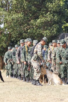 THAILAND- DECEMBER 18: Training Dogs of War, Thailand's Army on December 18, 2014 in Saraburi, Thailand.