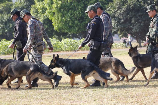 THAILAND- DECEMBER 18: Training Dogs of War, Thailand's Army on December 18, 2014 in Saraburi, Thailand.