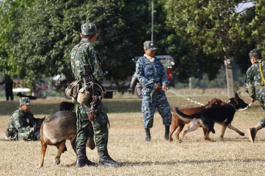 THAILAND- DECEMBER 18: Training Dogs of War, Thailand's Army on December 18, 2014 in Saraburi, Thailand.