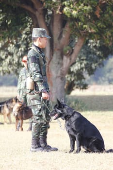 THAILAND- DECEMBER 18: Training Dogs of War, Thailand's Army on December 18, 2014 in Saraburi, Thailand.