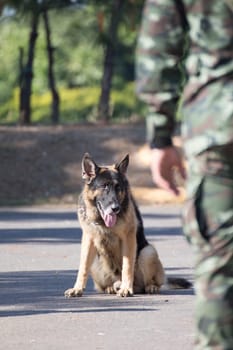 Army Soldier with dog, Training dogs of war
