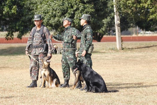 THAILAND- DECEMBER 18: Training Dogs of War, Thailand's Army on December 18, 2014 in Saraburi, Thailand.