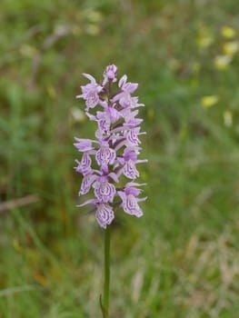 wildflower exotic orchid orchis in the nature