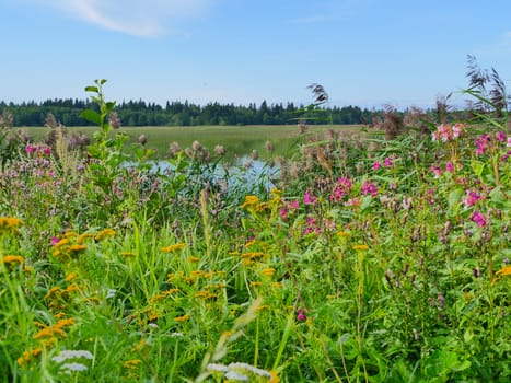 herbs flowering meadow summer landscape with a lake