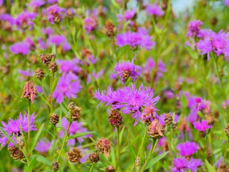 bright blooming flowers cornflowers on a green meadow