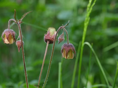 flowers Geum Rivale on a long stem close-up, herbal plant