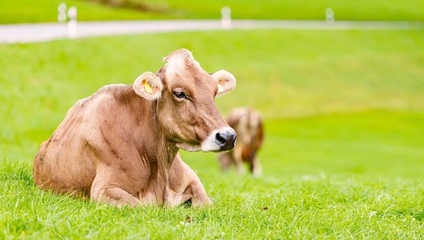 Cow on green grass in Bavaria, Germany, Europe.