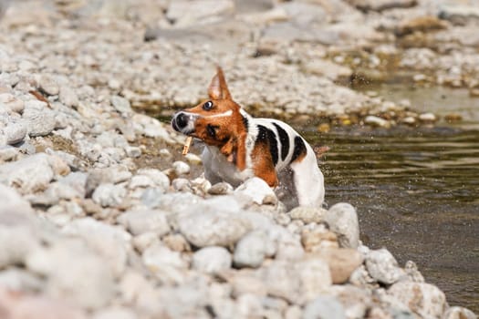 Small Jack Russell terrier dog, holding wooden stick in mouth, shaking her heat to dry wet fur spray drops in air, blurred stones and rocks background.