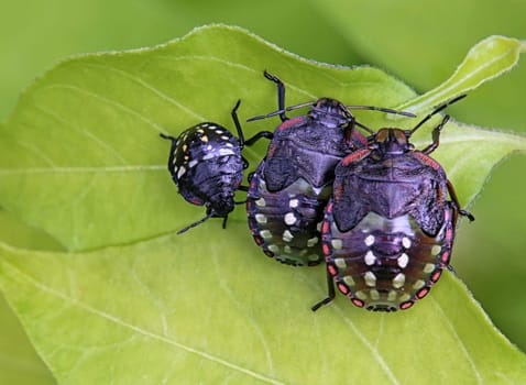 Nymphs of the green rice bug Nezara viridula
