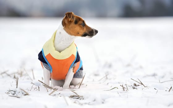 Small Jack Russell terrier dog in bright orange yellow and blue winter jacket sitting on snow covered ground.
