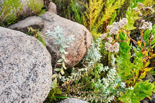 Local flora - grass and small flowers, most of it endemic to Madagascar growing in Andringitra National Park as seen during trek to peak Boby.