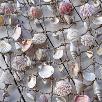 Mixed sea shells in fishing net at wall