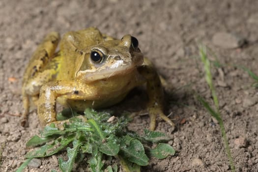 European grass or common frog places foot on a green weed and looks forward with a catch light in the eye. Plain muddy background and copy space