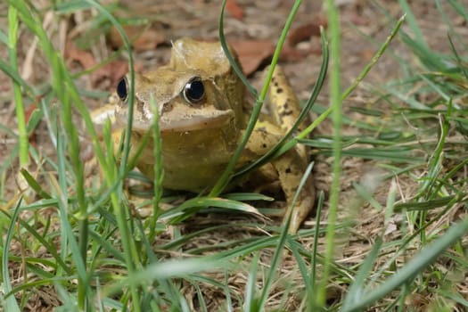 Head on photo through grass reveals a common green european grass frog glistening and looking at the camera. Garden scene with a single wild animal.