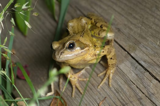 Green and yellow common european grass frog leans in towards the camera whilst sitting on a plank of wood in a garden. An engaging portrait.
