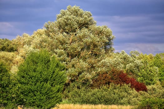 Willow and field groves in the Hochholz-Kapellenbruch nature reserve