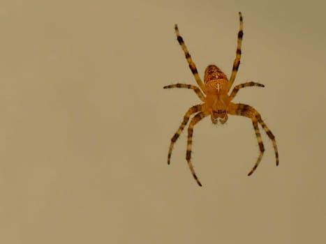 female garden spider on empty background