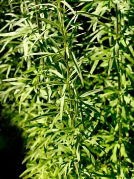 Wormwood, medicinal plant with leaves.