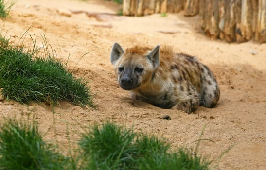 spotted hyena