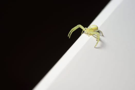 Abstract scene, small black-footed yellow sac spider explores the divide between black and white halves of the image with its long legs. Copy space.