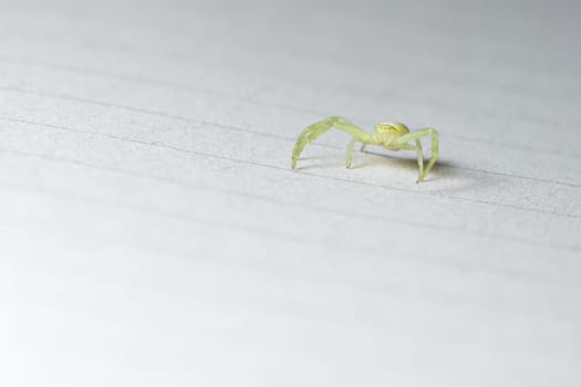 Face on low angle horizontal full body super macro image of a black footed yellow sack spider on lined paper indoors. Plenty of copy space.