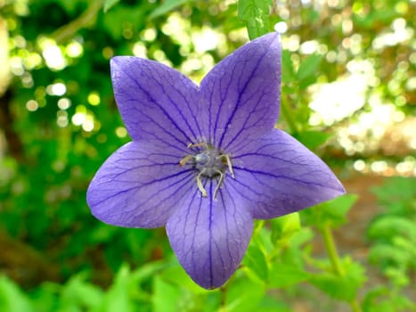 Chinese bellflower, medicine plant