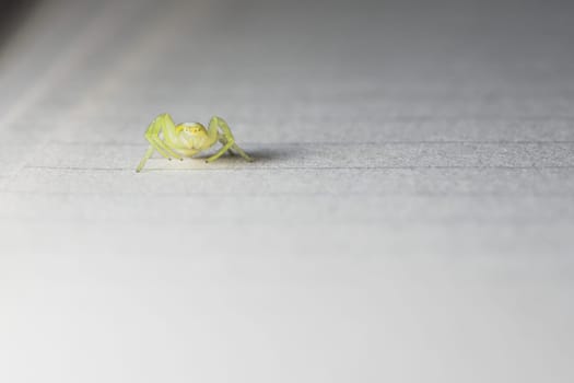 Facing the camera, this tiny yellow and green spider curls up on lined paper. Yellow sac spider. Much copy space, super macro image