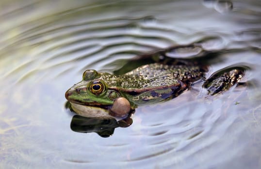 Pond frog Pelophylax esculentus shows its sound bubbles