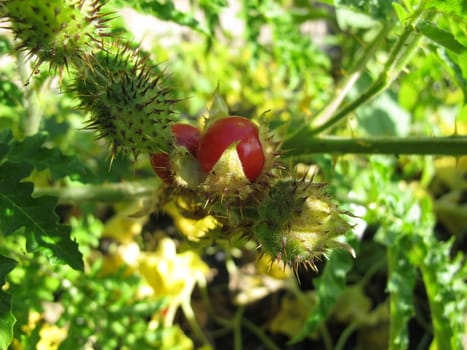 Litchi tomato with red fruits, Solanum sisymbriifolium