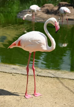 pink flamingo