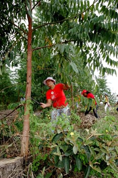 eunapolis, bahia / brazil - february 28, 2011: women who are part of the Landless Movement - MST - are seen cutting down the eucalyptus plantation during a demonstration in the city of Eunapolis..
