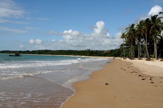 porto seguro, bahia / brazil - january 15, 2008: coconut trees are seen on a deserted beach in the Trancoso district in the city of Porto Seguro, in southern Bahia.
