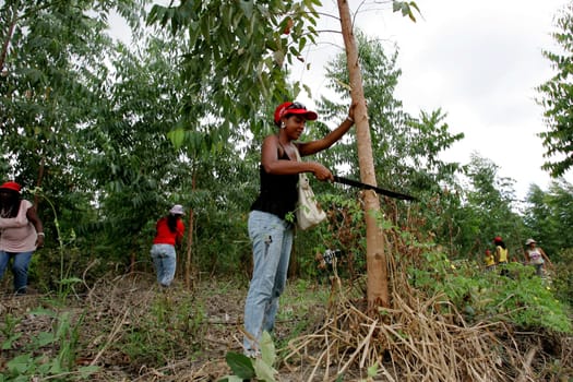 eunapolis, bahia / brazil - february 28, 2011: women who are part of the Landless Movement - MST - are seen cutting down the eucalyptus plantation during a demonstration in the city of Eunapolis..