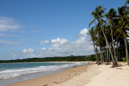 porto seguro, bahia / brazil - january 15, 2008: coconut trees are seen on a deserted beach in the Trancoso district in the city of Porto Seguro, in southern Bahia.