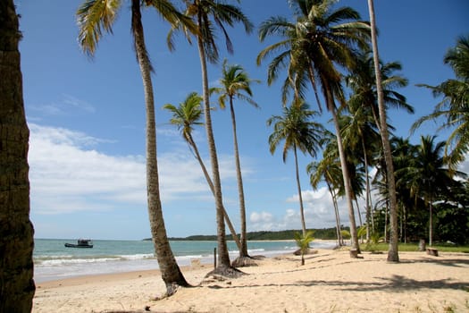 porto seguro, bahia / brazil - january 15, 2008: coconut trees are seen on a deserted beach in the Trancoso district in the city of Porto Seguro, in southern Bahia.