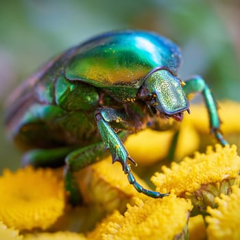 Rose beetle (Cetonia aurata) on a yellow flower in the garden