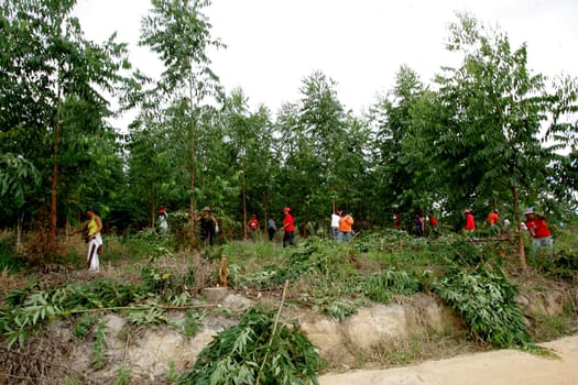 eunapolis, bahia / brazil - february 28, 2011: women who are part of the Landless Movement - MST - are seen cutting down the eucalyptus plantation during a demonstration in the city of Eunapolis..